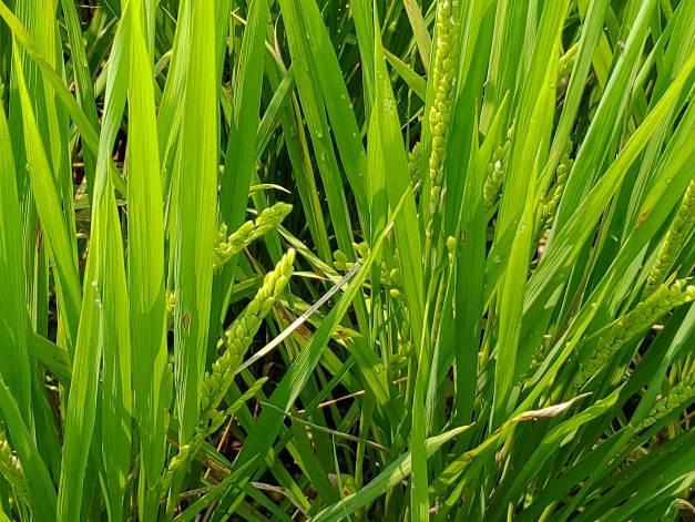 可掌握抽穗前及齊穗後施藥防治穗稻熱病 